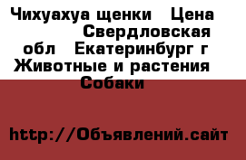 Чихуахуа щенки › Цена ­ 15 000 - Свердловская обл., Екатеринбург г. Животные и растения » Собаки   
